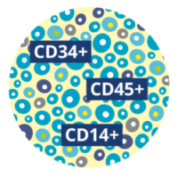More cell types with TotiCyte