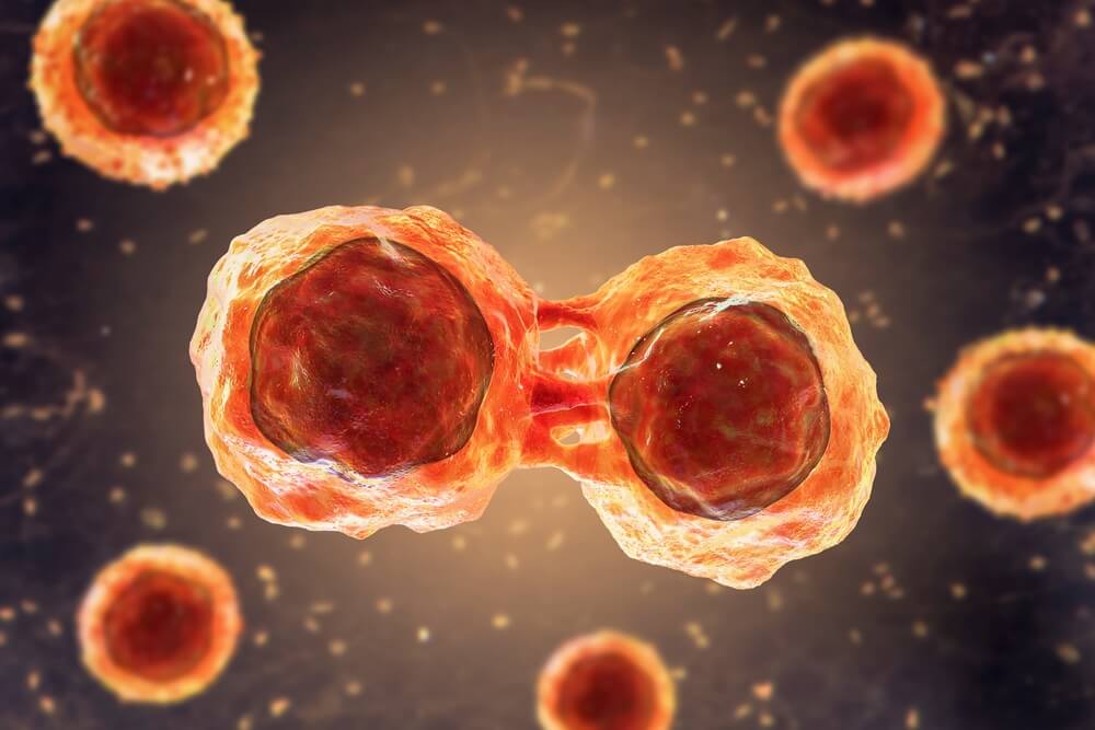 Stem cells dividing