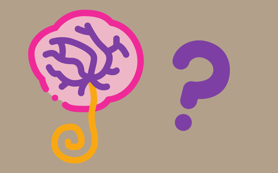What is the Placenta?