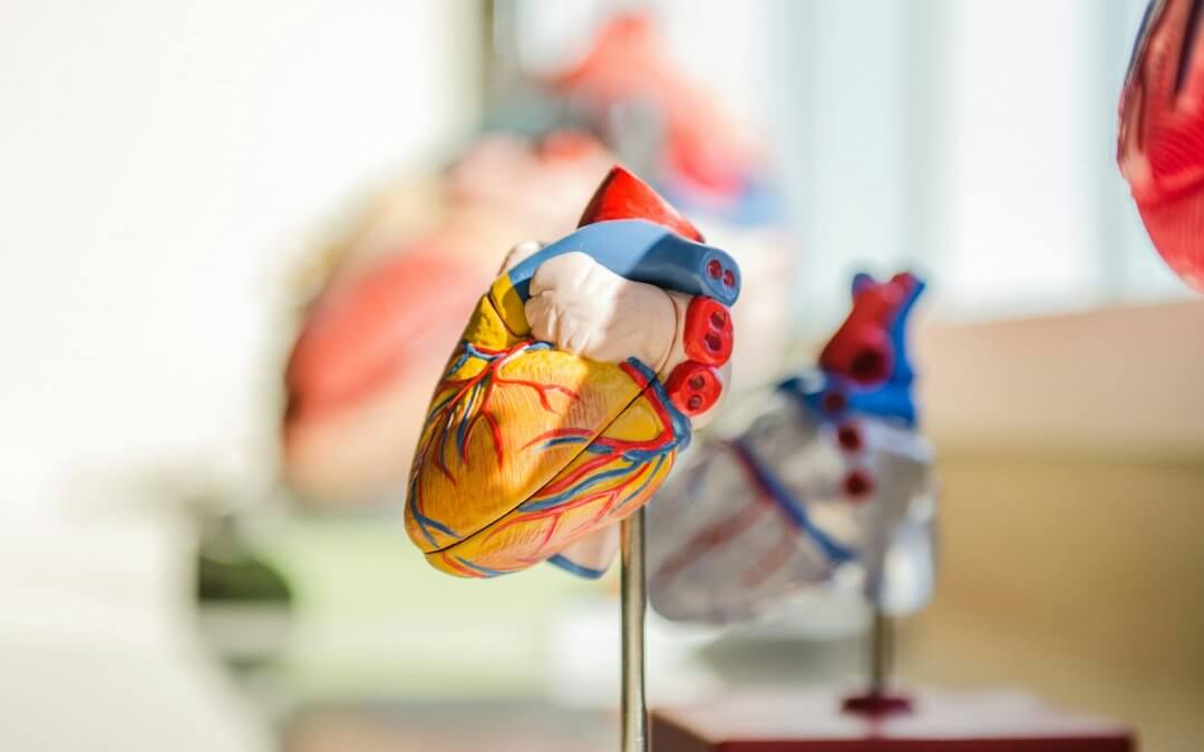 Stem Cells Used to Grow ‘Heart in a Dish’: Hailed as Heart Disease Breakthrough