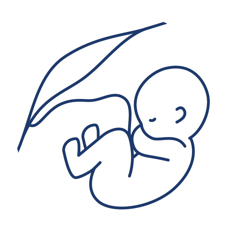 A line drawing of a baby and the placenta