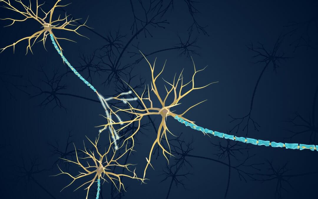 An illustration of neurons and the myelin sheath.
