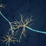 An illustration of neurons and the myelin sheath.