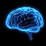 A 3D illustration of the brain