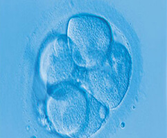 Stem cells under a microscope