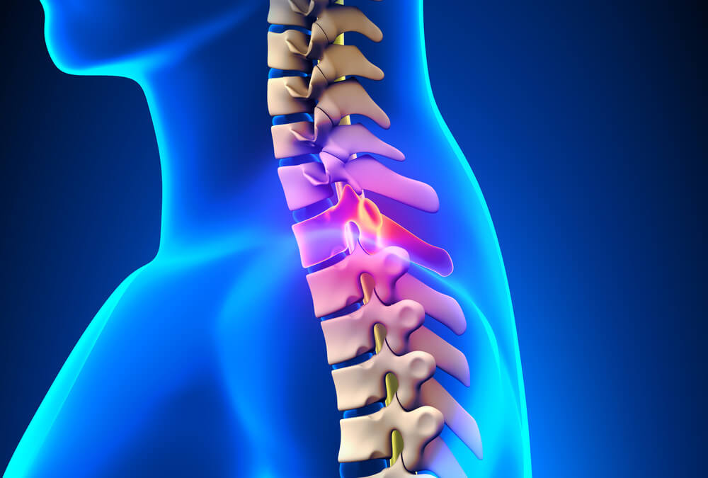 CGI representation of a Spinal Cord
