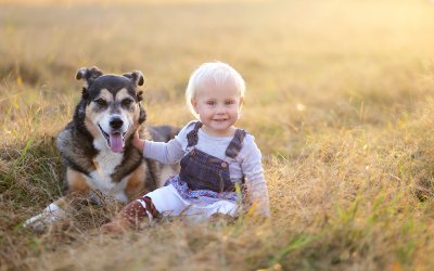 Stem cell therapy for dogs