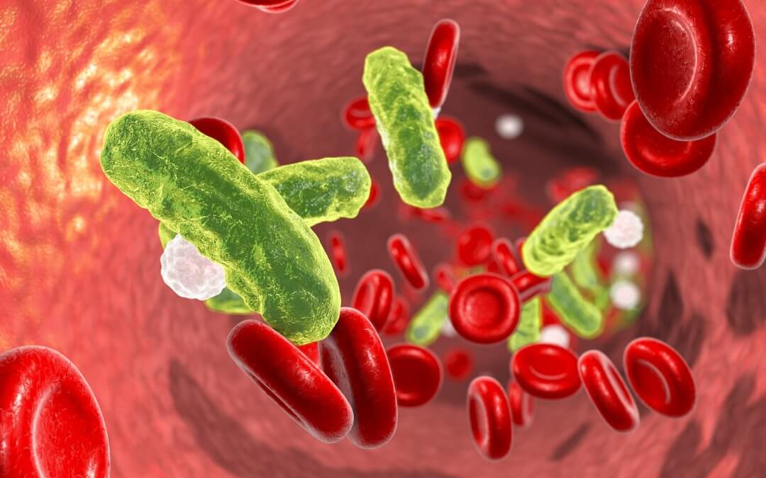 CGI of red blood cells. white blood cells and pathogen in a blood vessel