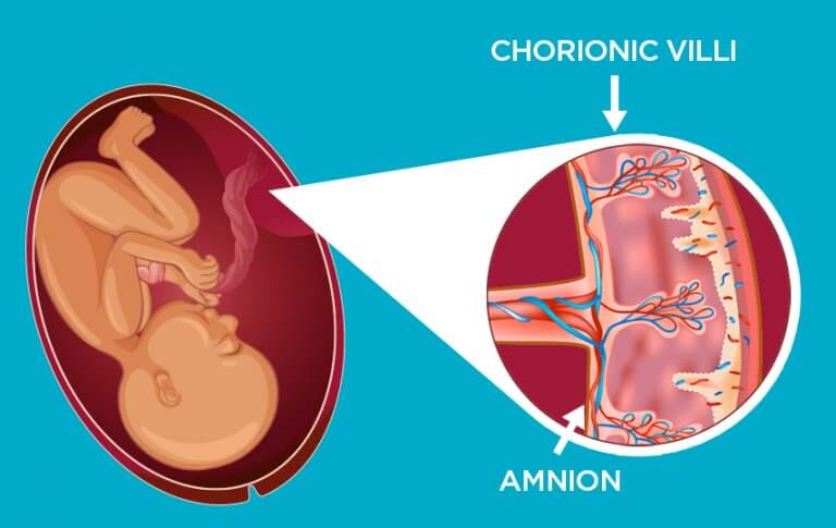 placental-development-and-function-youtube