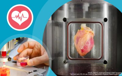 Scientists print a 3D heart using stem cells