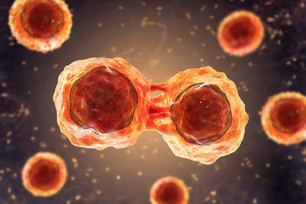 Stem Cells: What are they and what do they do?