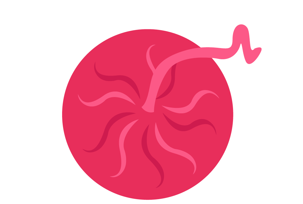 cartoon placenta