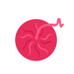 cartoon placenta
