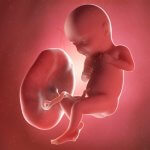 3D graphic of baby inside womb attached to placenta