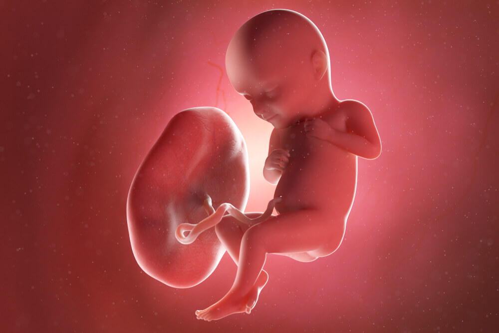 3D graphic of baby inside womb attached to placenta