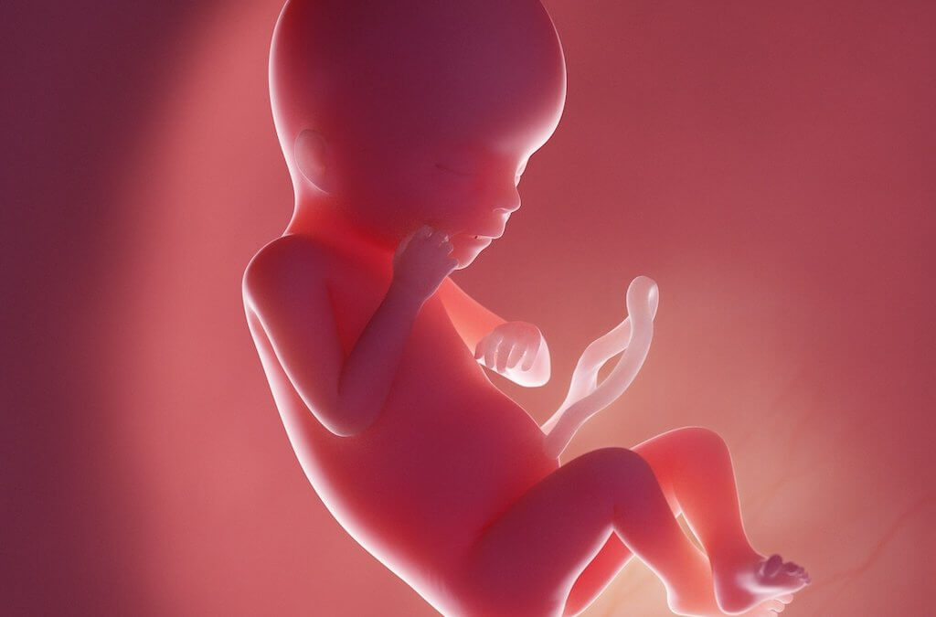 baby in the womb, organoids and research into micro-organs using stem cells