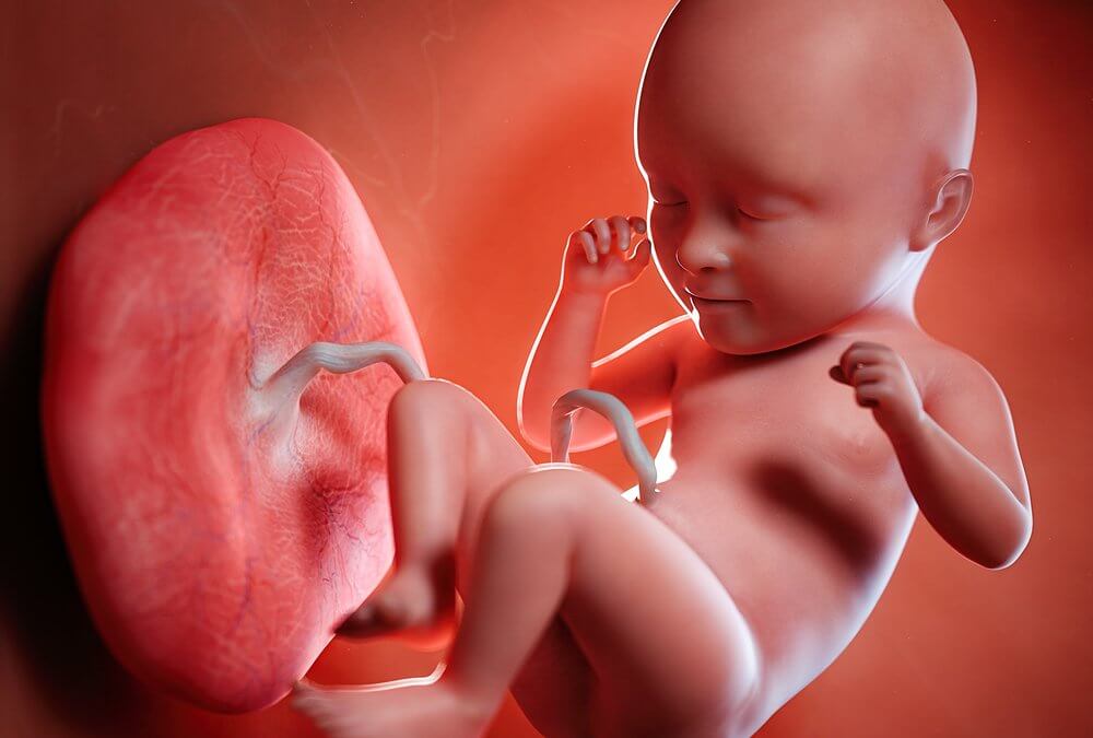 Illustrative Image of a baby and placenta inside the womb