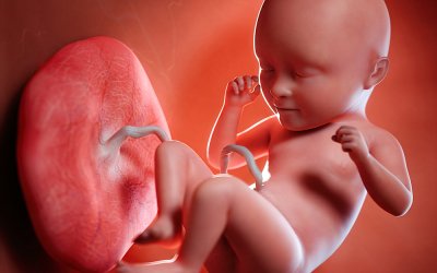 What is the Placenta, When Does it Form, and What Does it Do?