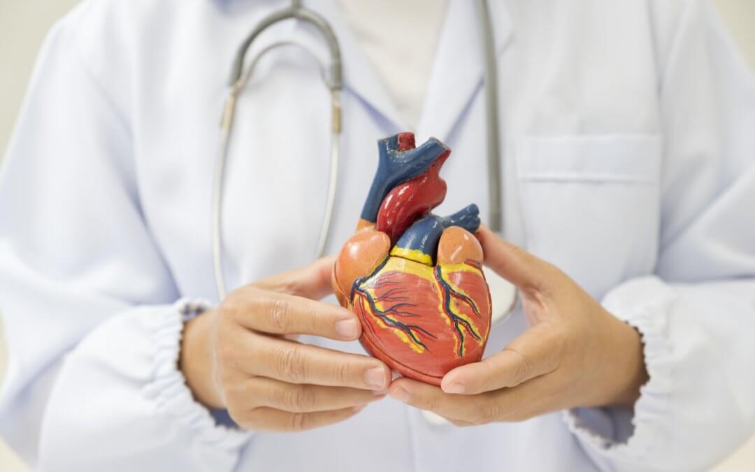 Doctor Holding Heart. Research into heart failure with stem cells