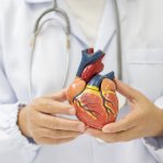 Doctor Holding Heart. Research into heart failure with stem cells