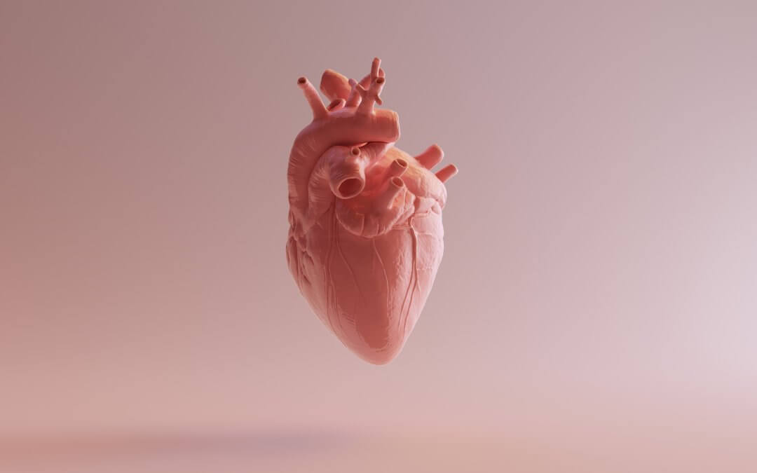 Anatomical heart model