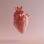 Anatomical heart model