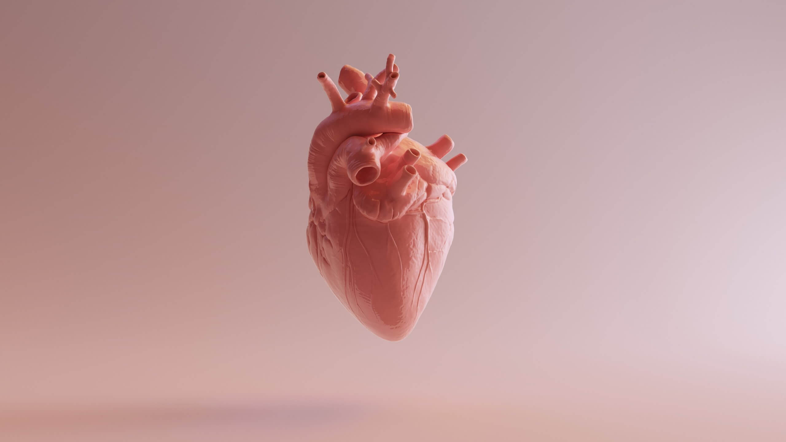 Anatomical heart model