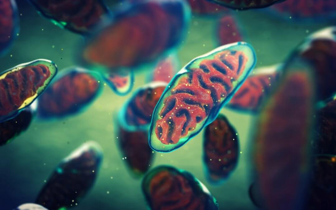 A 3D illustration of mitochondria
