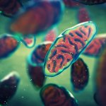 A 3D illustration of mitochondria