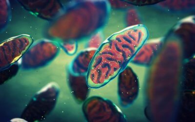 Could Mitochondria Transplantation Roll Back Ageing?