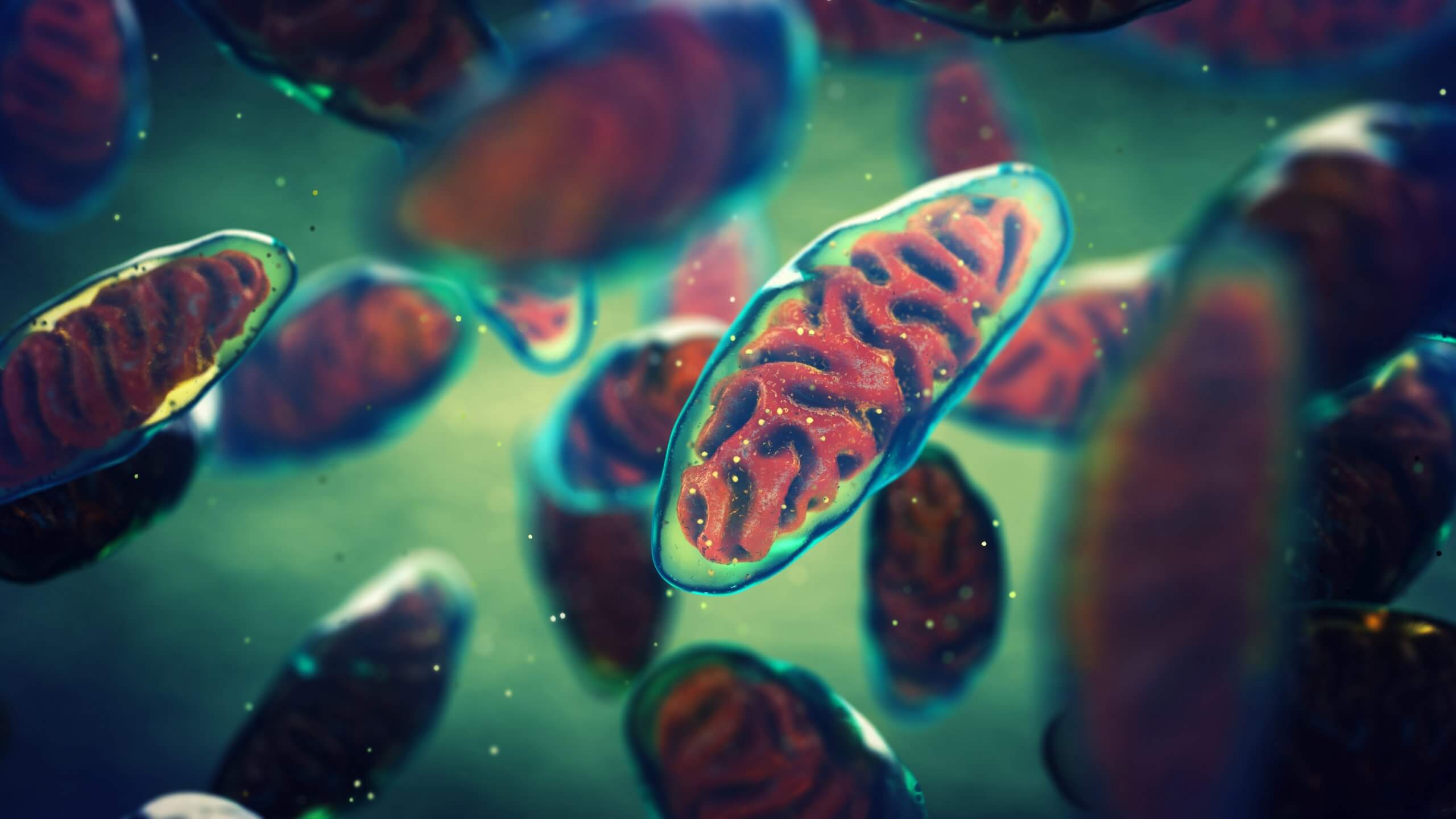 A 3D illustration of mitochondria