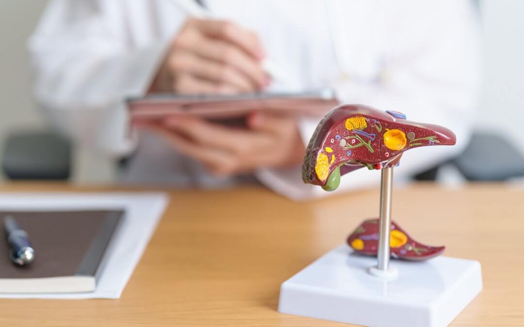 A photo of a liver model on a doctor's desk, illustrating research to use stem cells to treat liver failure.