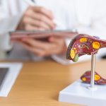 A photo of a liver model on a doctor's desk, illustrating research to use stem cells to treat liver failure.