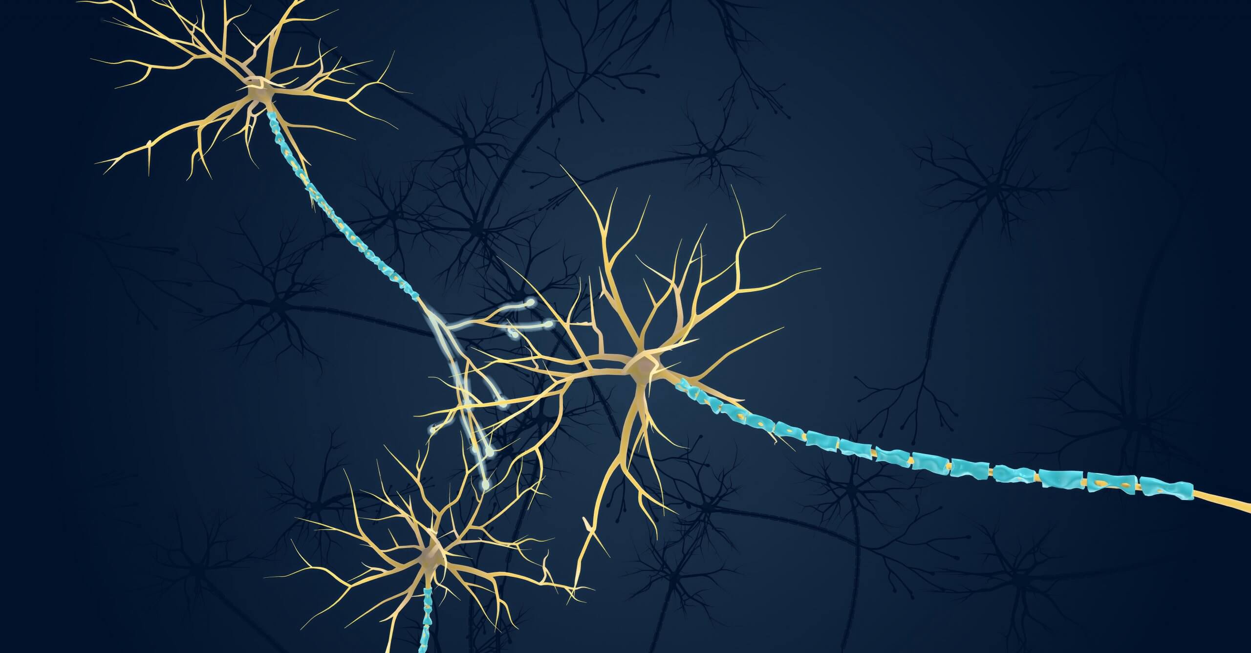 An illustration of neurons and the myelin sheath.