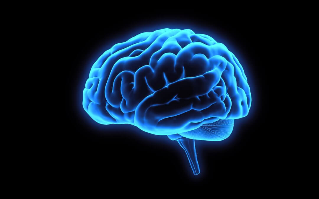 A 3D illustration of the brain