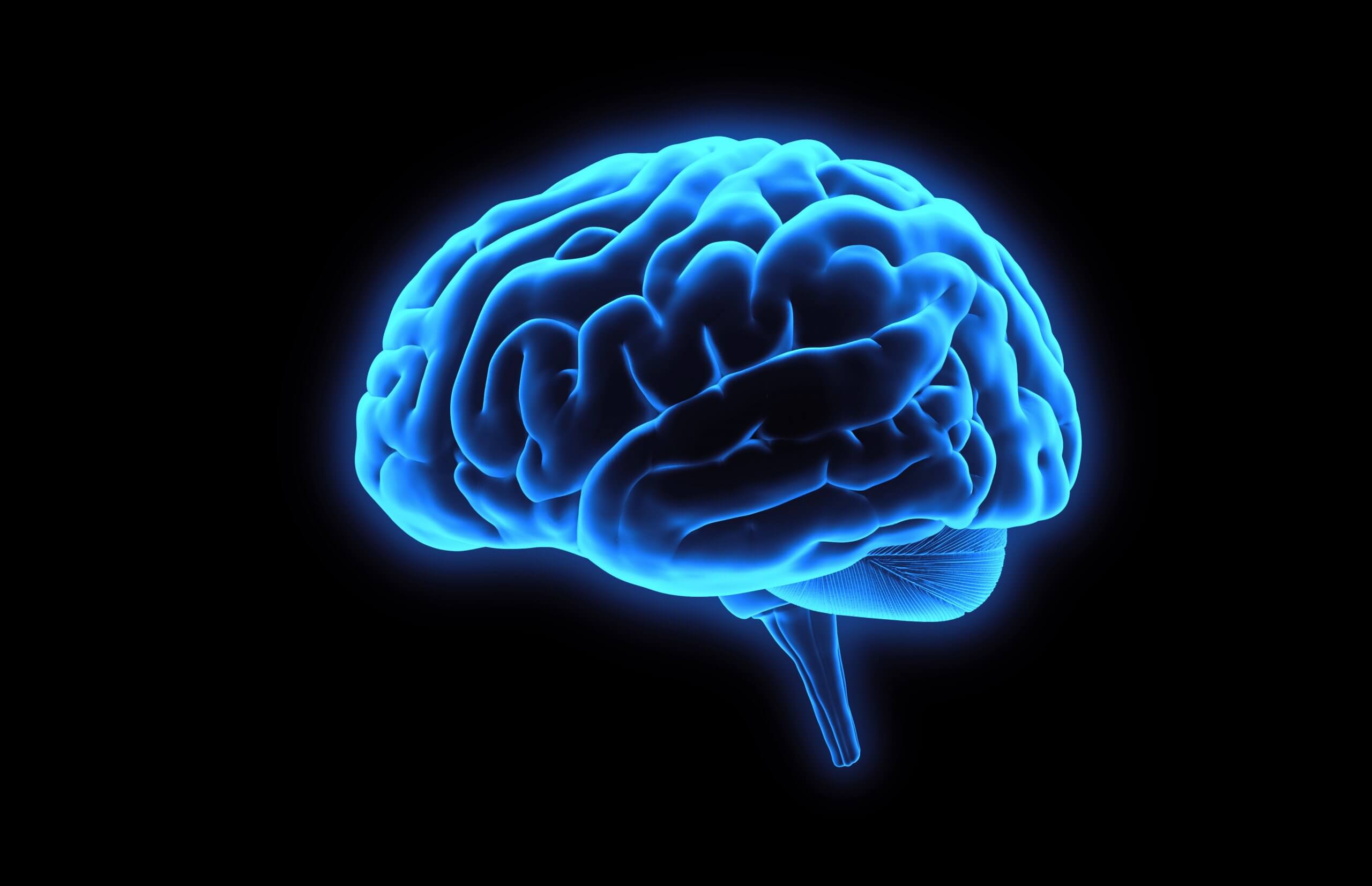 A 3D illustration of the brain