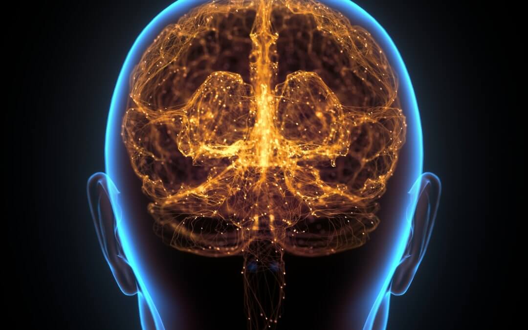 A 3D illustration of the brain